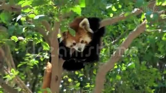 红熊猫科学`名字叫小熊猫，红熊猫，栖息在树上，视频