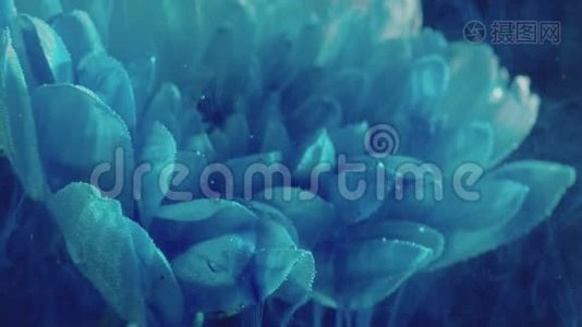 花水艺术蓝色的烟流白色的雏菊花瓣视频