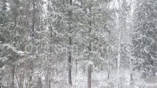 冬林，有大雪..视频