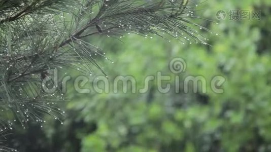 在松树上下雨，树叶上落下水珠视频