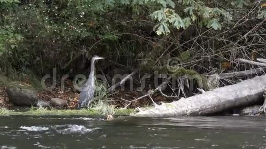 巨大的蓝鹭沿着河边钓鱼视频