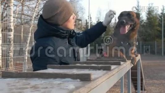 一位微笑的教练抚摸着坐在看台上的德国牧羊犬视频