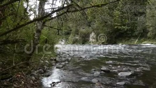 森林中的河流秋天在树下流过视频