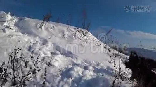 德国牧羊犬在雪地里奔跑视频