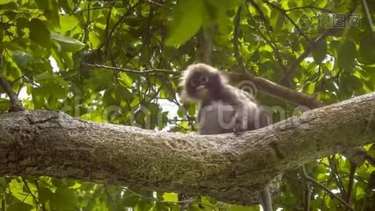 Jungdusky叶猴，在森林中与另一只野猴玩耍，泰国克拉比州拉雷视频