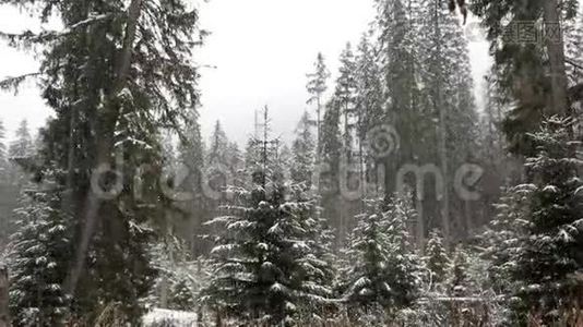 冬天森林里积雪覆盖着白雪视频