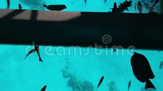 许多大型海鱼在船的玻璃底部游泳视频