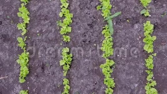 在露天农场种植的小莴苣，农业和园艺的概念。视频