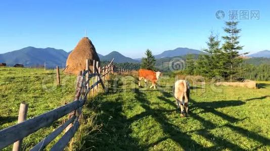 罗马尼亚布科维纳有奶牛的自然山体景观，4k视频视频