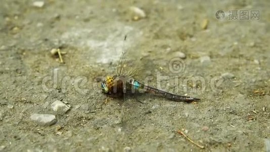 昆虫在沥青上打架。 一只黄蜂袭击了一只蜻蜓，想杀死它并吃掉它。 关门视频