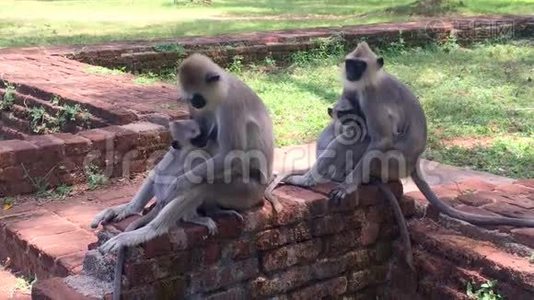 斯里兰卡Anuradhapura古城的黑面猴子或兰古猴子视频