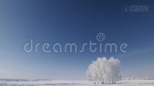 冬天白雪皑皑的田野上树木丛生视频