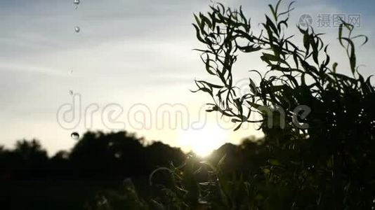 在日落的背景下，一株美丽的绿色植物上溢出了水。 透明的水滴从视频