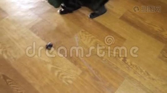 一只黑色小猫在绳子上玩老鼠的俯视图视频
