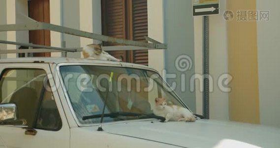两只波多黎各街头流浪猫在阳光明媚的一天在一辆皮卡上打扮自己视频