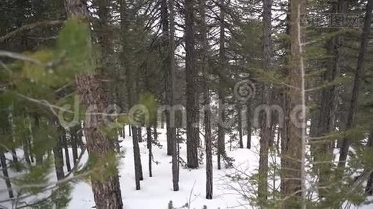 雪林中霜冻的冬季景观。 松林下的雪视频