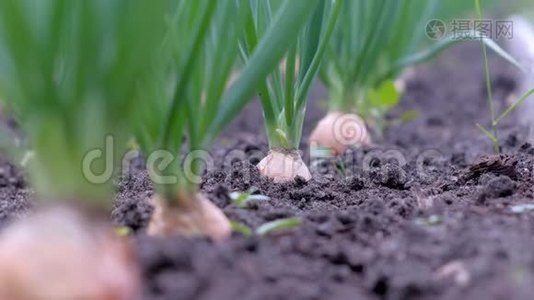 在农场种植洋葱的花园床，园艺和农业概念。视频