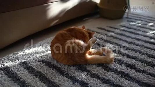 姜猫坐在家里的地板上打扫自己。 宠物舔和照顾它的头发视频