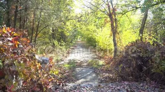 秋天公园旧沥青路上落叶.. 季节性概念。 慢镜头4k视频镜头视频