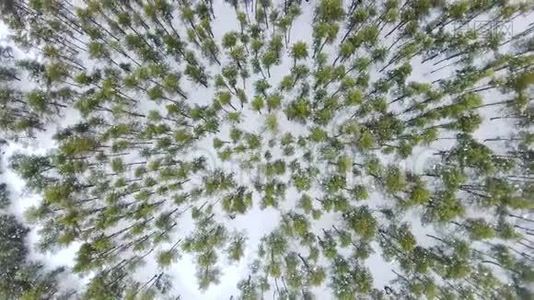 冬季云杉和松林的高空俯视天桥拍摄。视频
