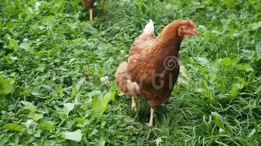 在花园里吃草的自由活动母鸡视频