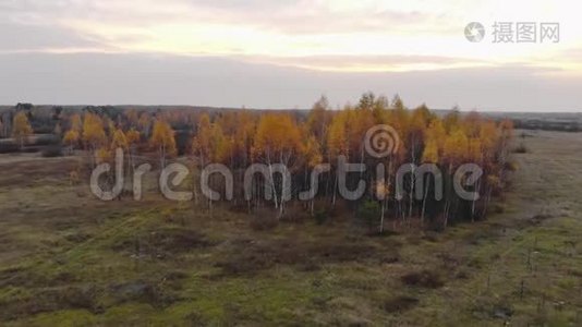 秋天的风景。 黄桦林下美丽，美妙的天空，鸟瞰视频