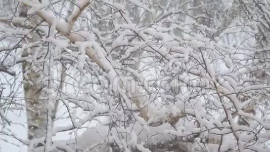 雪落在白雪覆盖的桦树枝上视频