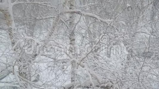 雪落在白雪覆盖的桦树枝上视频