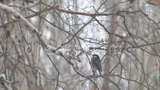 在下着雪的桦树树枝上的一只小虱子视频