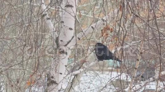 寒冷的秋天，黑鸟坐在桦树的树枝上视频