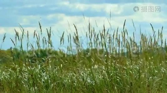 高大的野草在夏风中摇曳视频