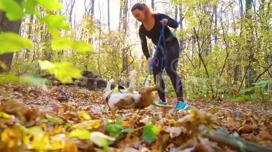 美国斯塔福德郡的猎犬在与主人交手后仰躺着视频