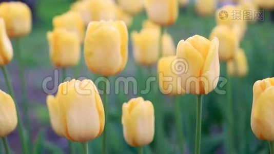 美丽的黄色郁金香在春天的花园里盛开。 特写4K。视频