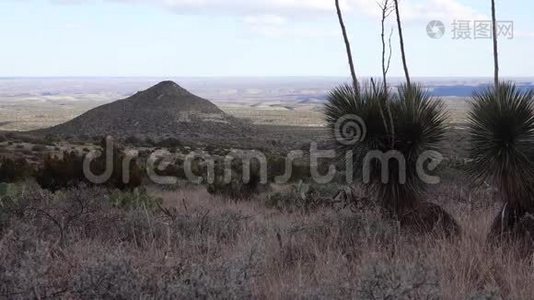 新墨西哥州，圆锥山背景下山坡上的一组仙人掌和农瓜多汁植物视频