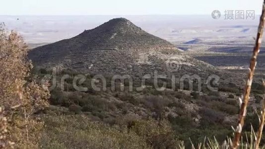 新墨西哥州，圆锥山背景下山坡上的一组仙人掌和农瓜多汁植物视频