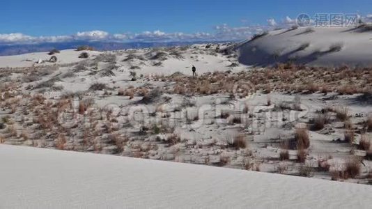 白色石膏砂上的干燥沙漠植物。 美国新墨西哥州白沙国家纪念碑视频