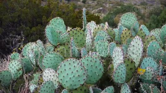 美国西部和西南的Cacti。 。 雪尼尔刺梨，牛仔`的红色胡须。 墨西哥视频