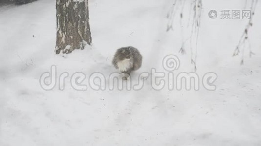 下雪时灰猫坐在雪地里，然后离开视频