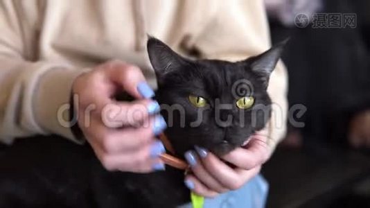 一个女人抚摸一只黑猫。 猫喜欢一个女人抓它特写的事实。视频