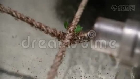 一群蚂蚁把食物叶子运到蚂蚁山视频