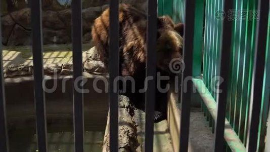 动物园里的棕熊。视频