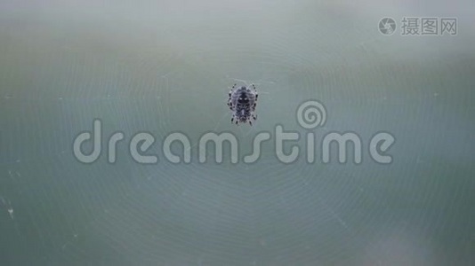 蜘蛛坐在网上。 克里米亚蜘蛛阿尔科加。视频