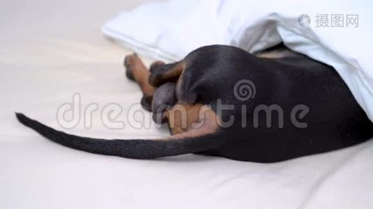 狗在床上睡觉休息，用毯子包裹，把尾巴粘在毯子里。 达赫尚德醒来，从毯子下面爬出来视频