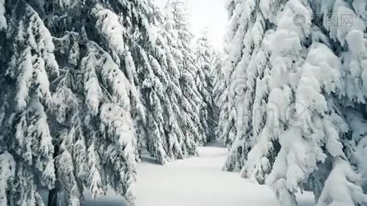 漫步在冬雪林中，高大的云杉和松树，美丽的雪山景观全景，白雪覆盖的森林。视频