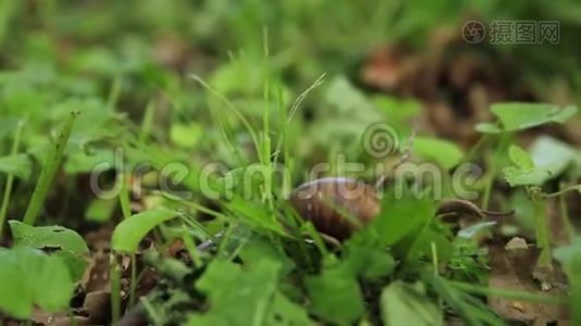 蜗牛在草丛中爬行.视频