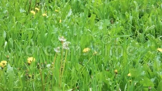 在小雨下潮湿的草地上视频