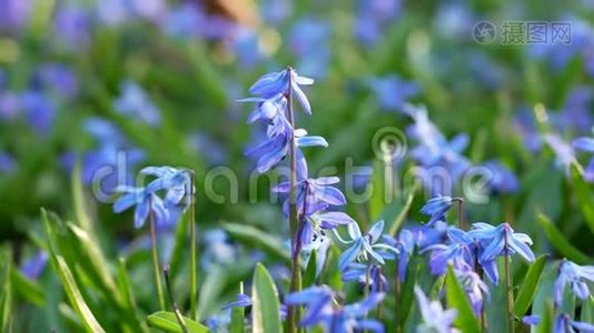 春季野生西伯利亚雪兰花。 第一朵春花。 冬天后的自然觉醒。 蓝紫苏花或西伯利亚视频