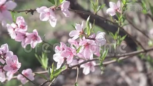粉红色的桃花在春暖花开的时候在花园里盛开。视频