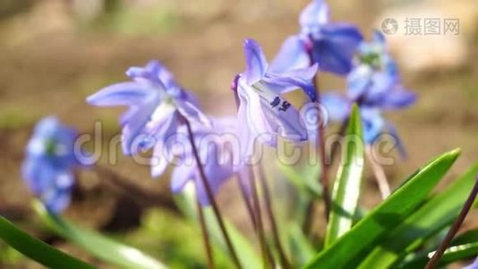 蓝铃花长在花园里。视频