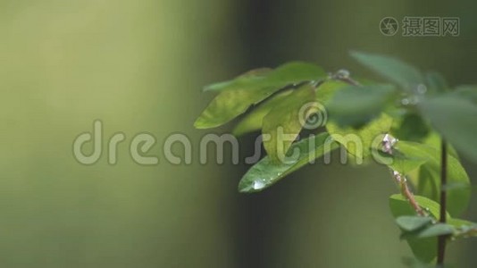 落在树枝特写镜头上的雨滴，带有森林的自然声音视频